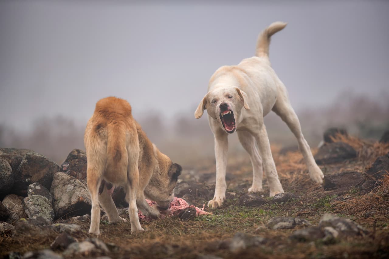 Perros salvajes aterrorizan esta zona del sur de California