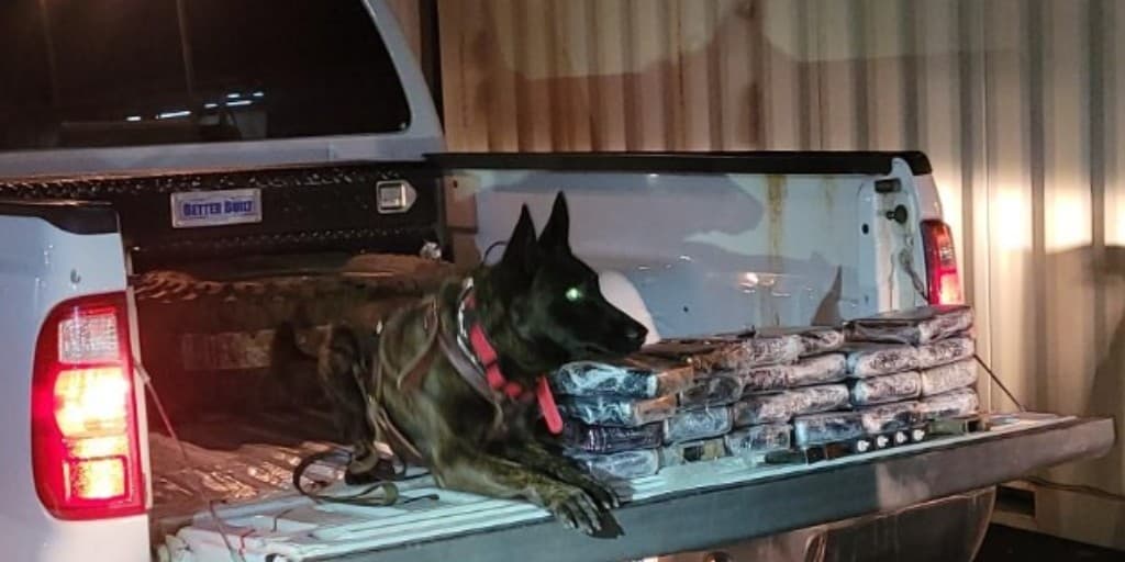 Este 5 de enero, un K9 de la Patrulla Fronteriza localizó paquetes abandonados en Sierra Vista, Arizona.