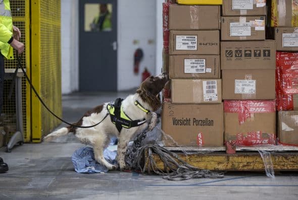 Se le muestran distintos olores para que sea capaz de detectarlos y emprender la búsqueda.