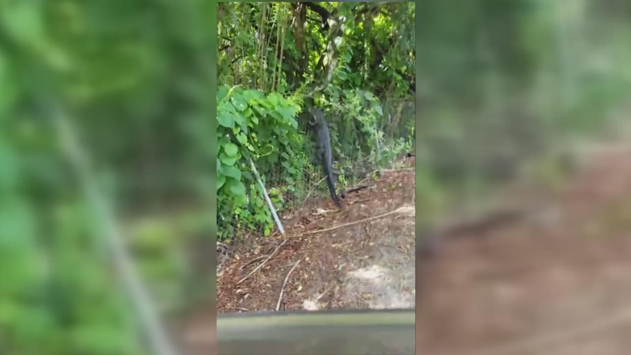 Si cree que una cerca de alambre limitará el acceso a caimanes, piénselo dos veces