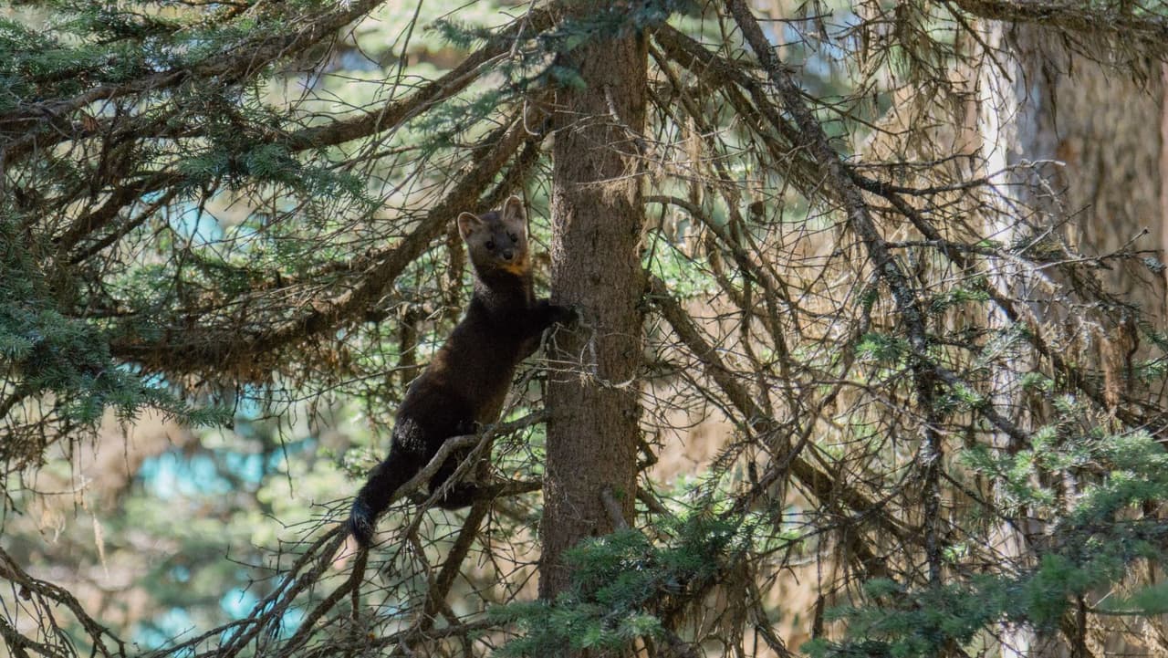 La marta americana es un omnívoro que tiene una variedad bastante amplia de elementos en su dieta. La marta es larga y delgada con una cola tupida y está relacionada con la comadreja y es del tamaño de un visón. Mide entre 13 y 18 pulgadas de largo y pesa entre 1 y 3,5 libras.