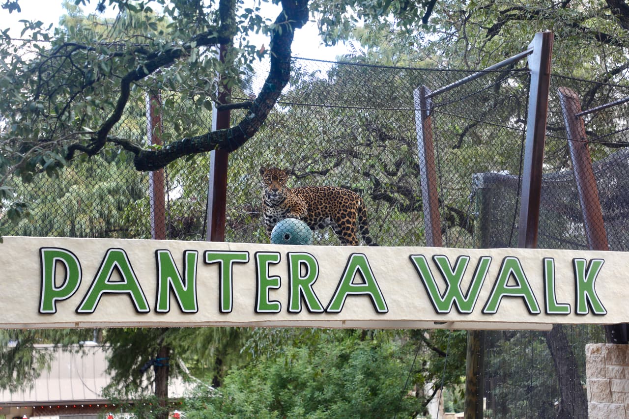 Pantera Sky Walk, la nueva atracción del zoológico de San Antonio