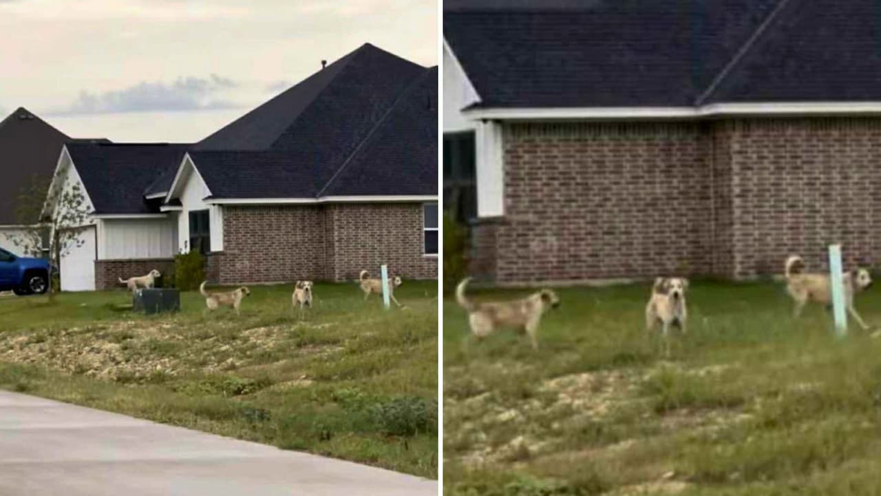 <h3 class="cms-H3-H3">“¿Tiene que lastimarse un niño para que hagan algo?” </h3>Heather Figueroa vive en el vecindario Star Ranch. Su hija de tres años adora a los animales, pero en casa la escena se repite: 
<b>corre adentro cada vez que aparecen los perros. </b>
<br>“Una vez abrí la puerta y había uno oliendo en la entrada. Casi me da un infarto. Otro día cavaban bajo la cerca mientras mi bulldog estaba afuera. 
<b>Salí con una escoba a espantarlos y uno intentó lanzárseme</b>. ¿Tiene que salir herido un niño para que hagan algo?”. 
<br>Heather recuerda 
<b>haber perseguido a la manada con una escoba mientras los perros saltaban la cerca de un vecino</b>. “Mi familia es primero. Defenderé a mis hijos como sea necesario”. No está sola. Otros padres confirman que sus rutinas cambiaron:
<b> escanean la calle antes de dejar a los niños salir, revisan alrededor del auto antes de subir y hasta han dejado de usar sus patios. </b>