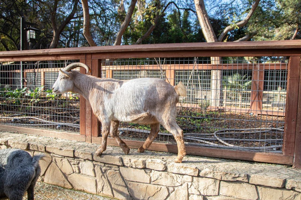 Para mas información visite la pagina web de 
<a href="https://www.fresnochaffeezoo.org/" target="_blank">Fresno Chaffe Zoo. </a>