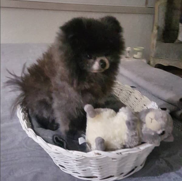 Manola también es de la raza Pomerania y es una perrita muy juguetona.