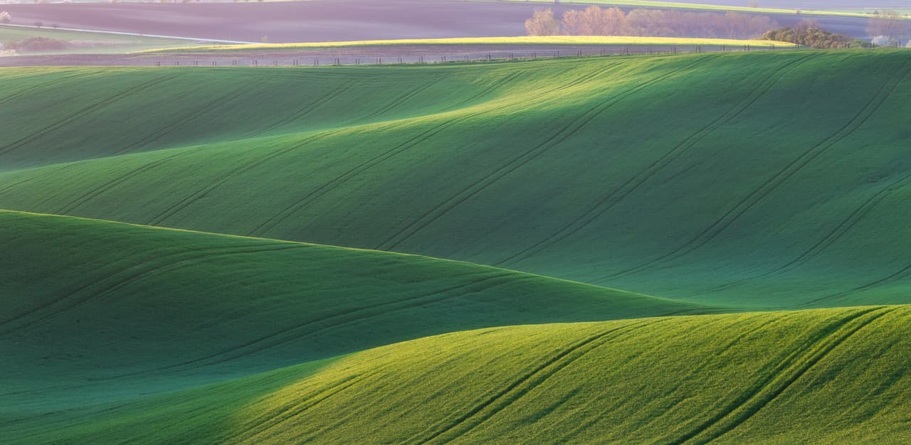 Las colinas onduladas de Moravia del Sur, Croacia. Estas explanadas están cubiertas por una alfombra de flores de color amarillo brillante.