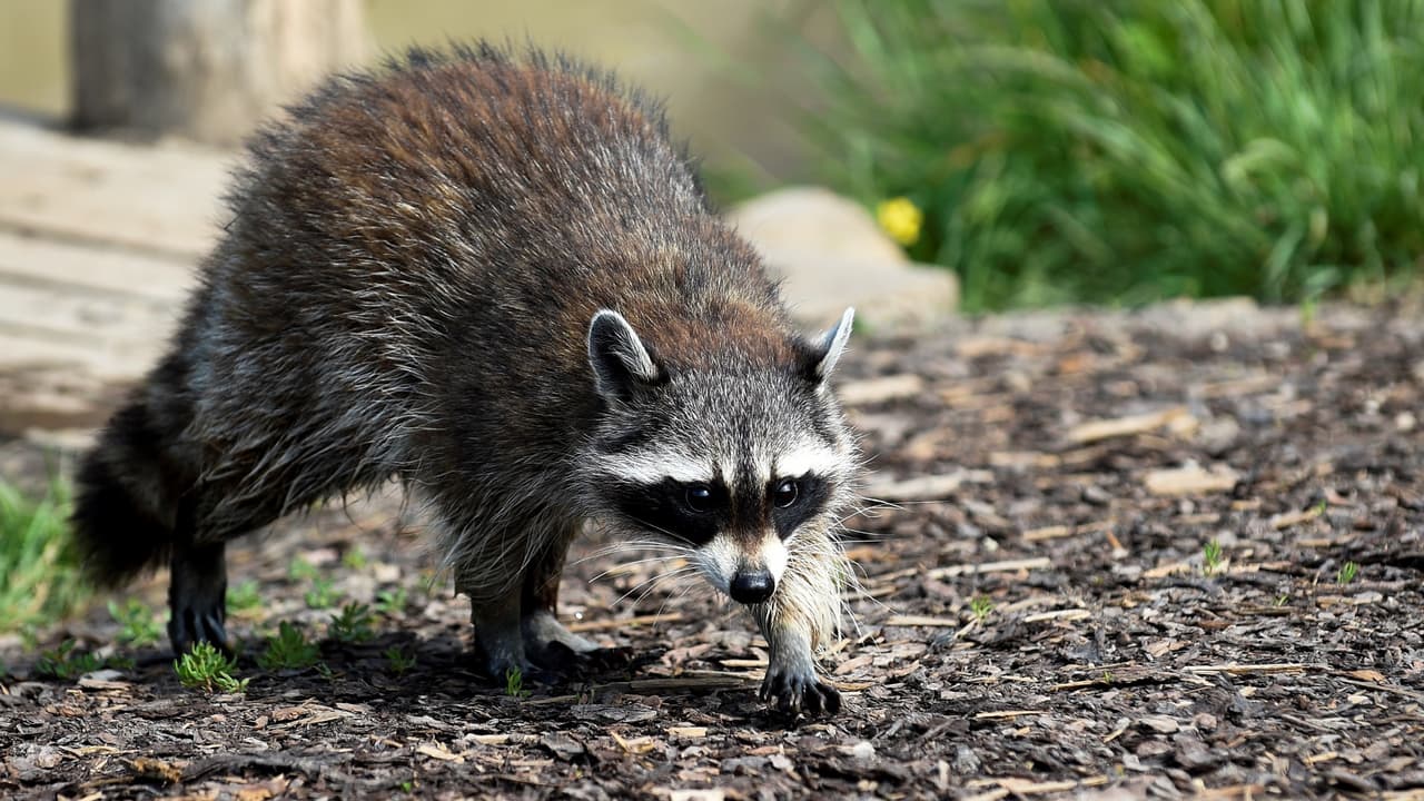 Mapache "anormal" en el condado Bowie analizado por posible rabia: en alerta la comunidad
