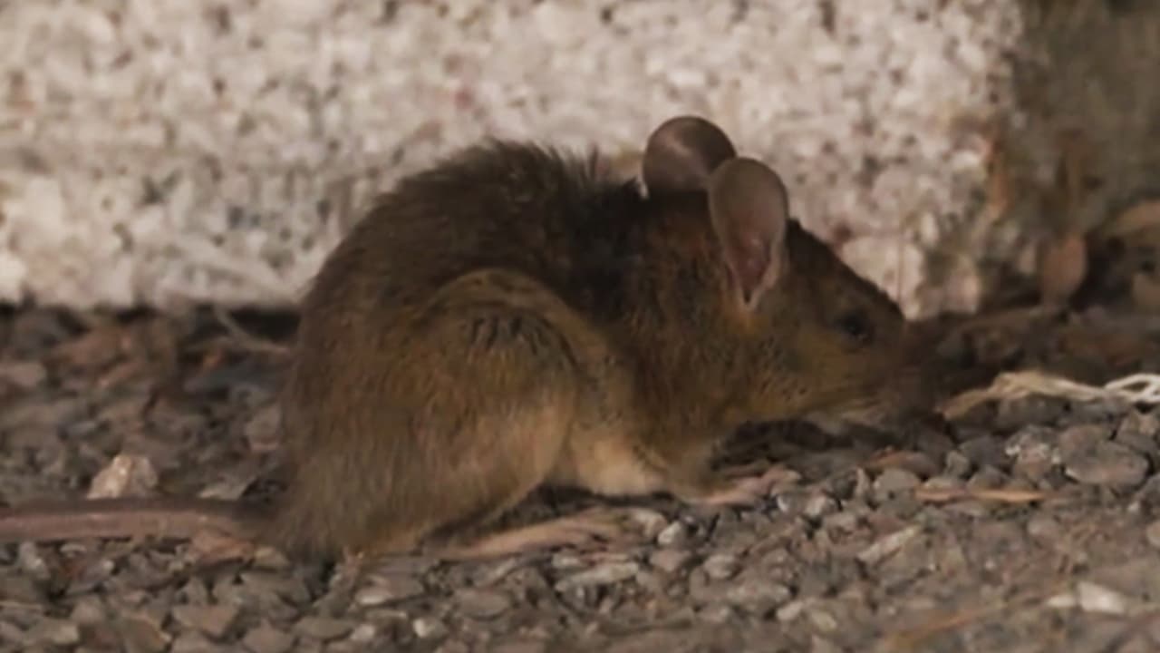 Plaga de ratas alerta al norte de Filadelfia: roedores se vuelven resistentes a los pesticidas