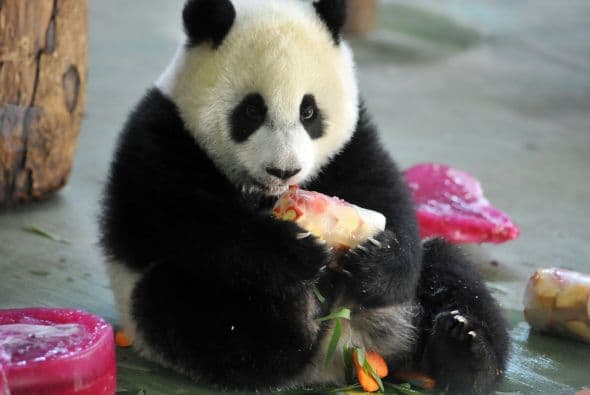 Con estas frutas y un pastel muy especial festejó su primer año de vida.