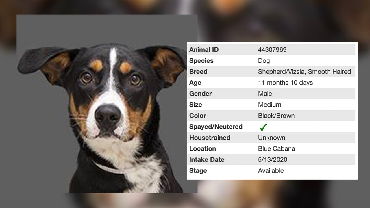 Aquí te presentamos a Jack que también es una atractiva mezcla de varias razas y tiene casi un año.