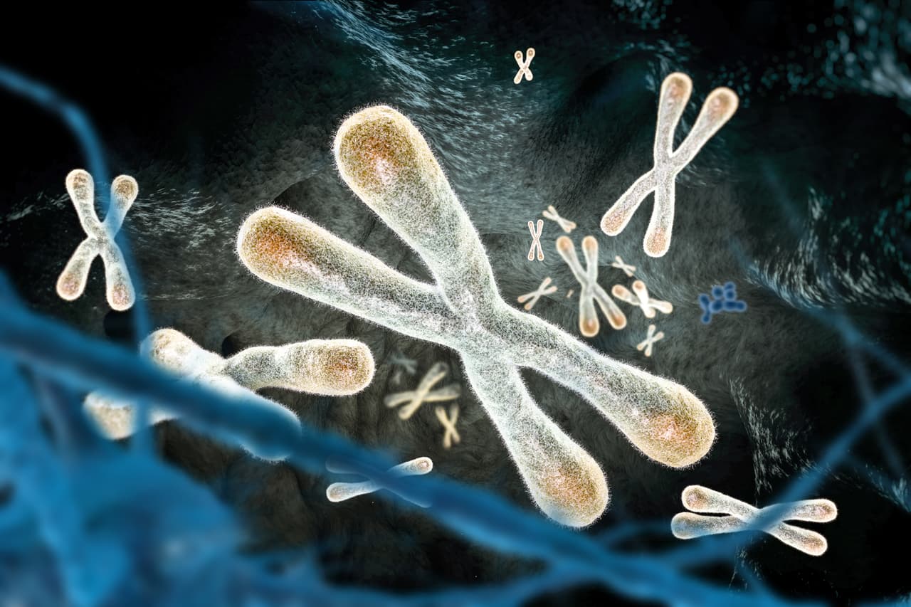 Cuando una célula se replica, los telómeros se acortan. Con el paso del tiempo, éstos se reducen tanto que dejan de proteger los cromosomas, haciéndolos vulnerables y causando de esta manera el envejecimiento de las células.