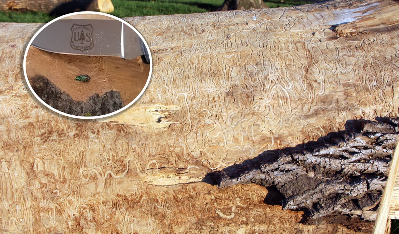 Alertan sobre la propagación de un escarabajo que mata árboles de Texas