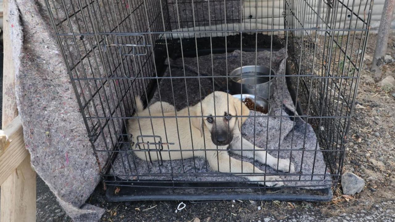 27 perros fueron rescatados por la Sociedad Protectora de Animales de Houston.