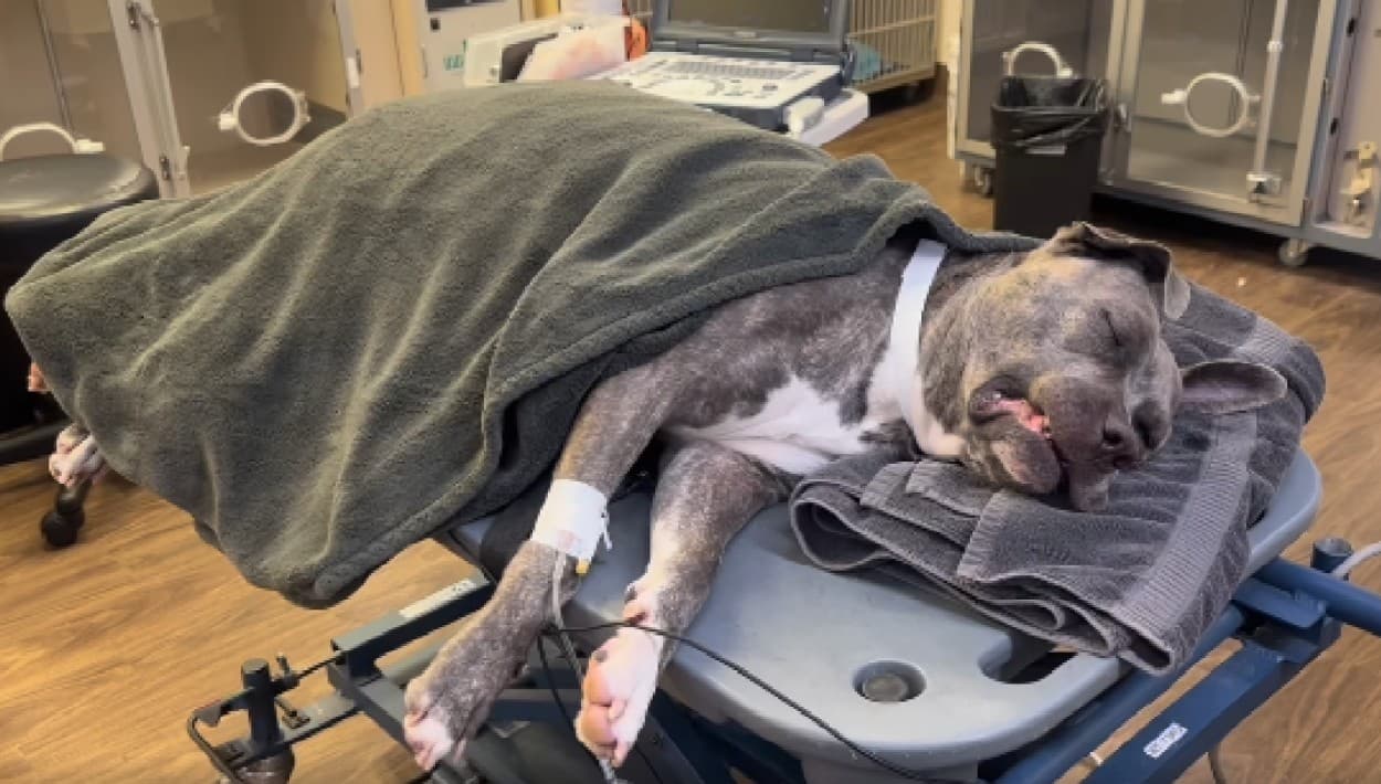 Reclamo de justicia para Odin, un pitbull herido de muerte estando con un cuidador de Tarzana