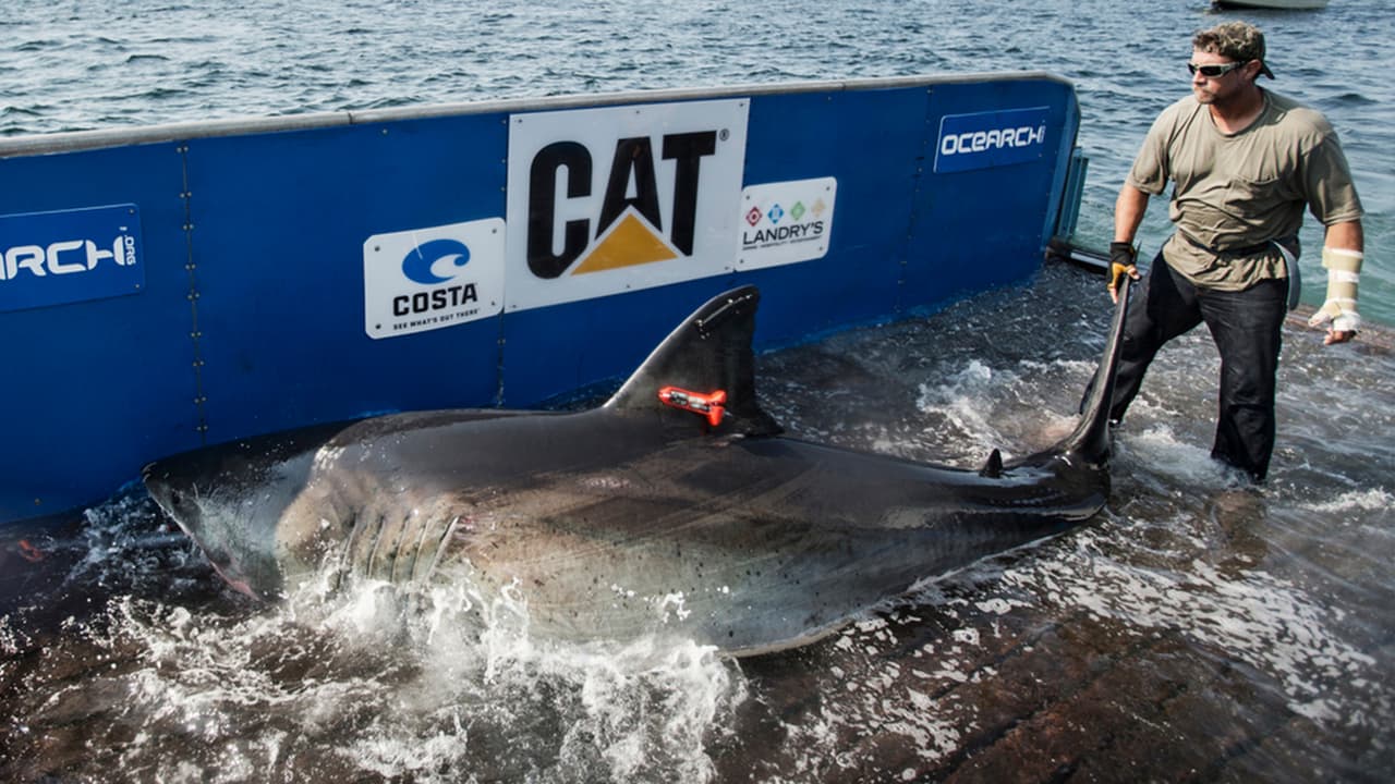Enorme tiburón blanco reaparece frente a la costa de Virginia y Carolina del Norte