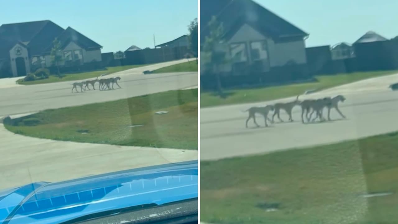 <h3 class="cms-H3-H3">Riesgos a la vista</h3> Lo que comenzó como una molestia ya 
<b>es visto como una amenaza</b>. Padres denuncian que 
<b>los perros aparecen incluso en horario escolar</b>. Algunos han intentado cavar bajo cercas o saltar bardas. Otros se han acercado a las puertas de casas. Hasta ahora 
<b>no se reportan ataques graves</b>, pero el temor es que ocurra. 
<b>“No debería pasar nada trágico para que alguien actúe”</b>, insiste Figueroa.