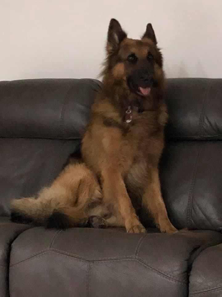 Otros, como Lina Faubel y su hermoso Pastor Alemán nos demuestran que no importa lo que crezcan siempre será su bebé.