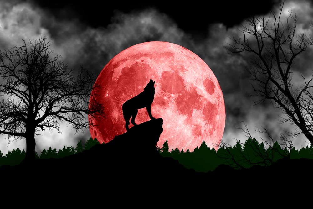 Algunas tribus de nativos americanos llamaban a la primera Luna llena del año la Luna del lobo pues según las leyendas ese día los lobos aúllan toda la noche, también en la mitología popular es el momento en que los llamados “hombres lobo” se transforman y aumentan los desajustes emocionales, sobre todo en quienes padecen de desarrollos emocionales o problemas mentales como la demencia, la esquizofrenia, el trastorno bipolar o de múltiples personalidades.