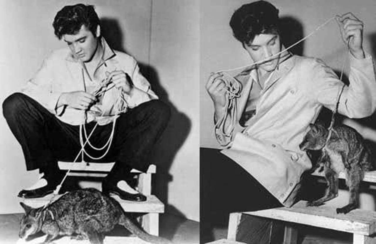 El
<b>‘Rey del Rock & Roll’</b>,
<b>Elvis Presley</b>, también era un amante de los animales y tuvo a un canguro como mascota.