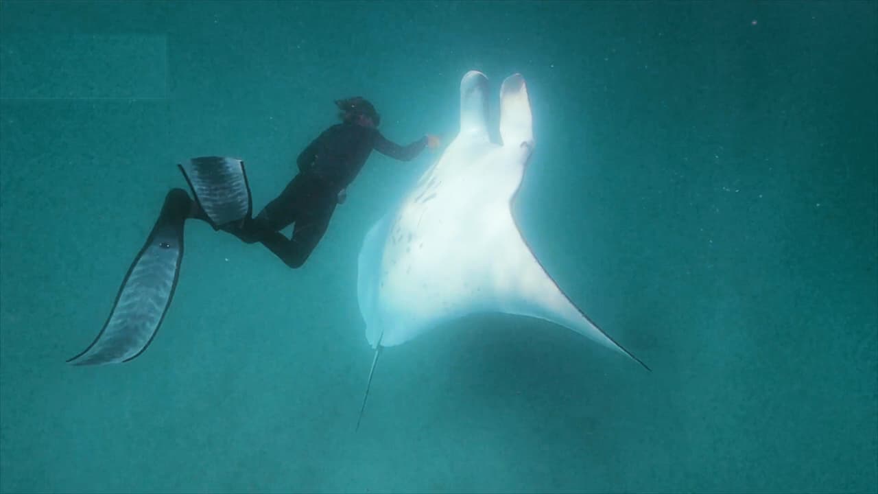 Una mantarraya le pidió ayuda a un buzo para que le salvara la vida: ¿lo habrá conseguido?