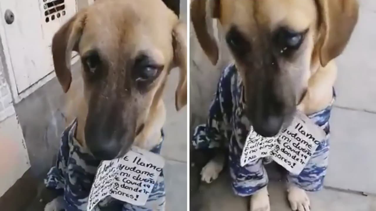 Fuimos testigos de 
<a href="https://www.univision.com/shows/despierta-america/mi-duena-fallecio-de-covid-19-y-no-tengo-a-donde-ir-un-letrero-en-el-cuello-de-un-perrito-le-salvo-la-vida-video">la historia de Chester</a>, un perrito que deambuló solo, enfermo y hambriento por semanas, luego que su dueña muriera de covid-19. Pero su vida ha cambiado de forma radical y su historia nos llena de alegría y esperanza.