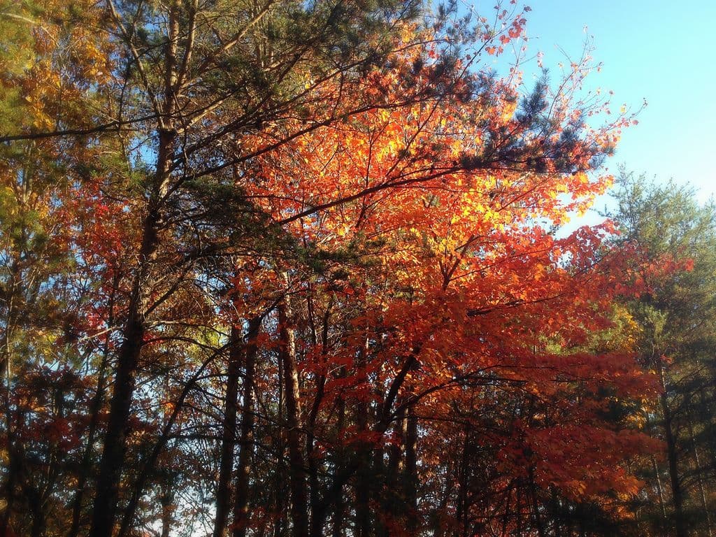 <b><a href="https://www.amicalolafallslodge.com/" target="_blank">El parque está en el 418 de Amicalola Falls Road, en Dawsonville</a></b>.