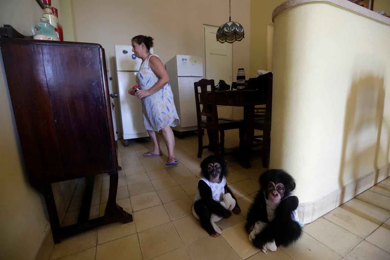 Ada (right) at seven months, with Anumá, nine months, at play in the Havana home of biologist Marta Llanes, September 7, 2016.