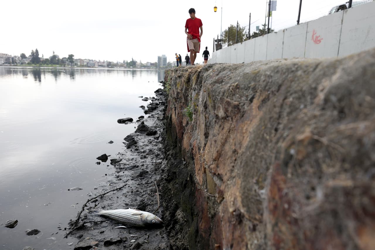 Para evitar riesgos, San Francisco Baykeeper recomienda evitar consumir mariscos de las áreas afectadas y no entrar en contacto con agua turbia o café en estas zonas.
<br>