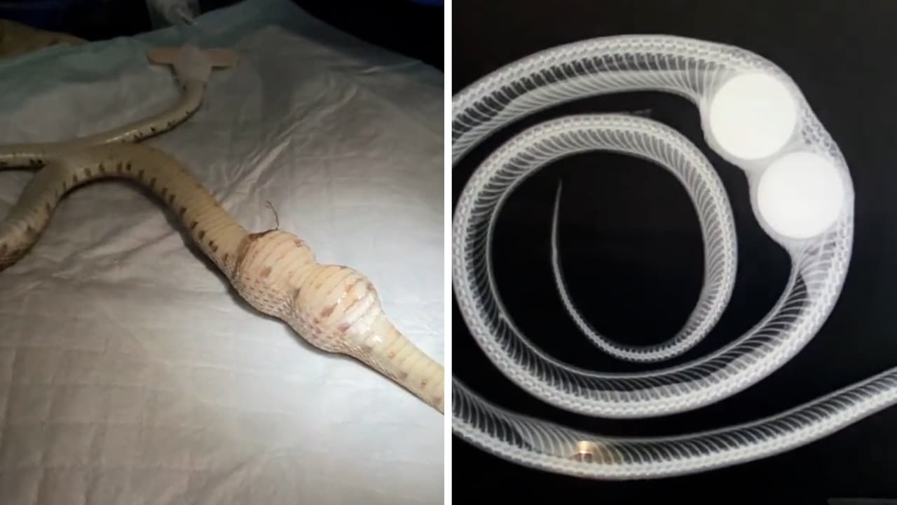 Hace apenas unos días conocimos el caso de 
<a href="https://www.univision.com/local/arizona-ktvw/una-serpiente-se-comio-no-una-sino-dos-pelotas-de-golf-esto-es-lo-que-paso-video">una serpiente que se comió dos pelotas de golf</a>, confundiéndolas con huevos. Desafortunadamente, el esfuerzo por rescatarla fue en vano.