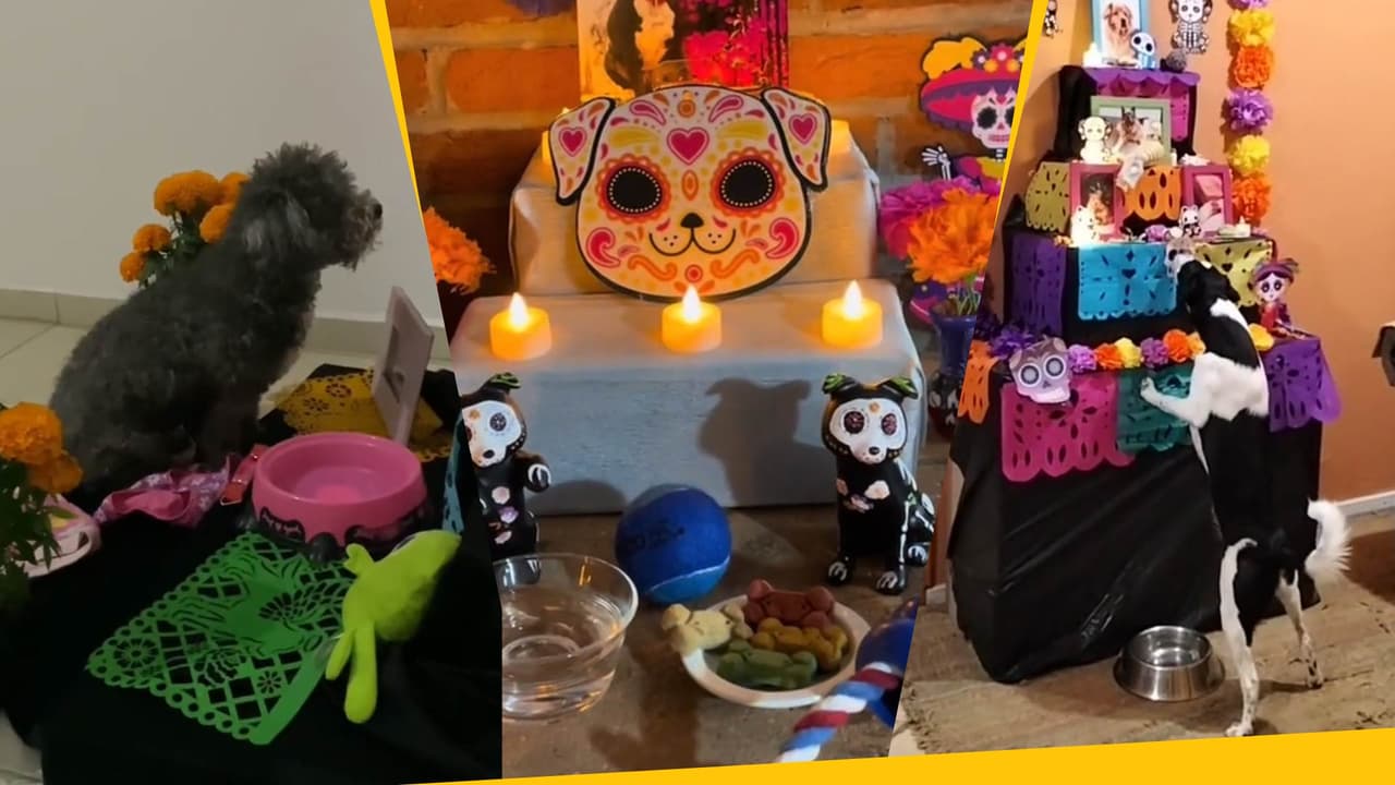 Ofrendas de Día de Muertos para perritos y gatitos: sus dueños los recordaron con mucho amor