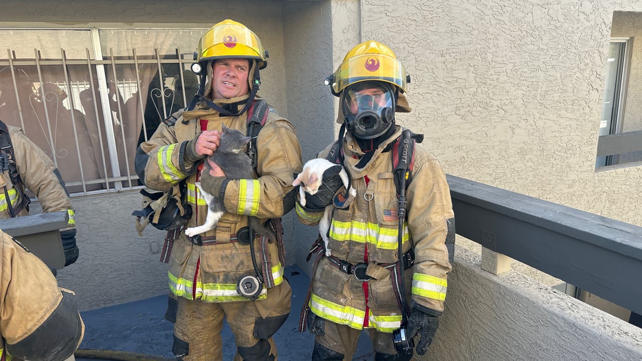 Los bomberos pudieron controlar rápidamente el incendio y asegurarse de que no hubiera personas en las unidades afectadas. No se reportaron heridos. Bomberos localizaron y rescataron a tres gatos durante las labores de búsqueda.