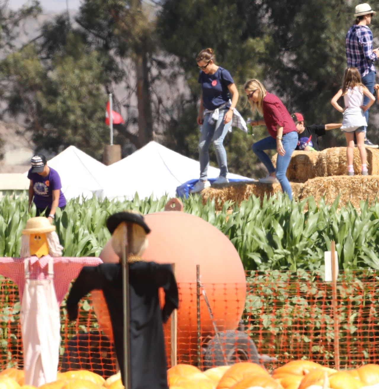 Seguramente para hacer unos cuantos Jack-o-Lanterns con sus hijos.