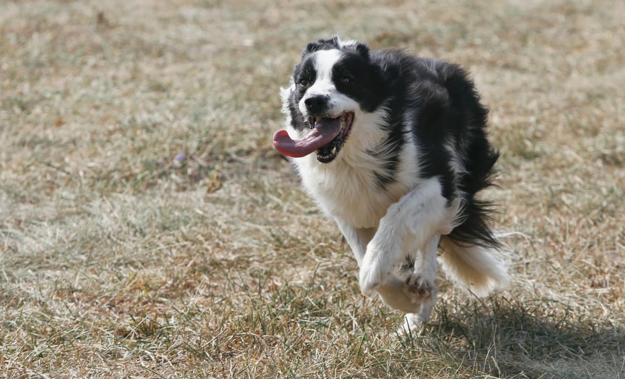 "Realmente la amaba": empresario acaudalado deja $5 millones en herencia a su perra