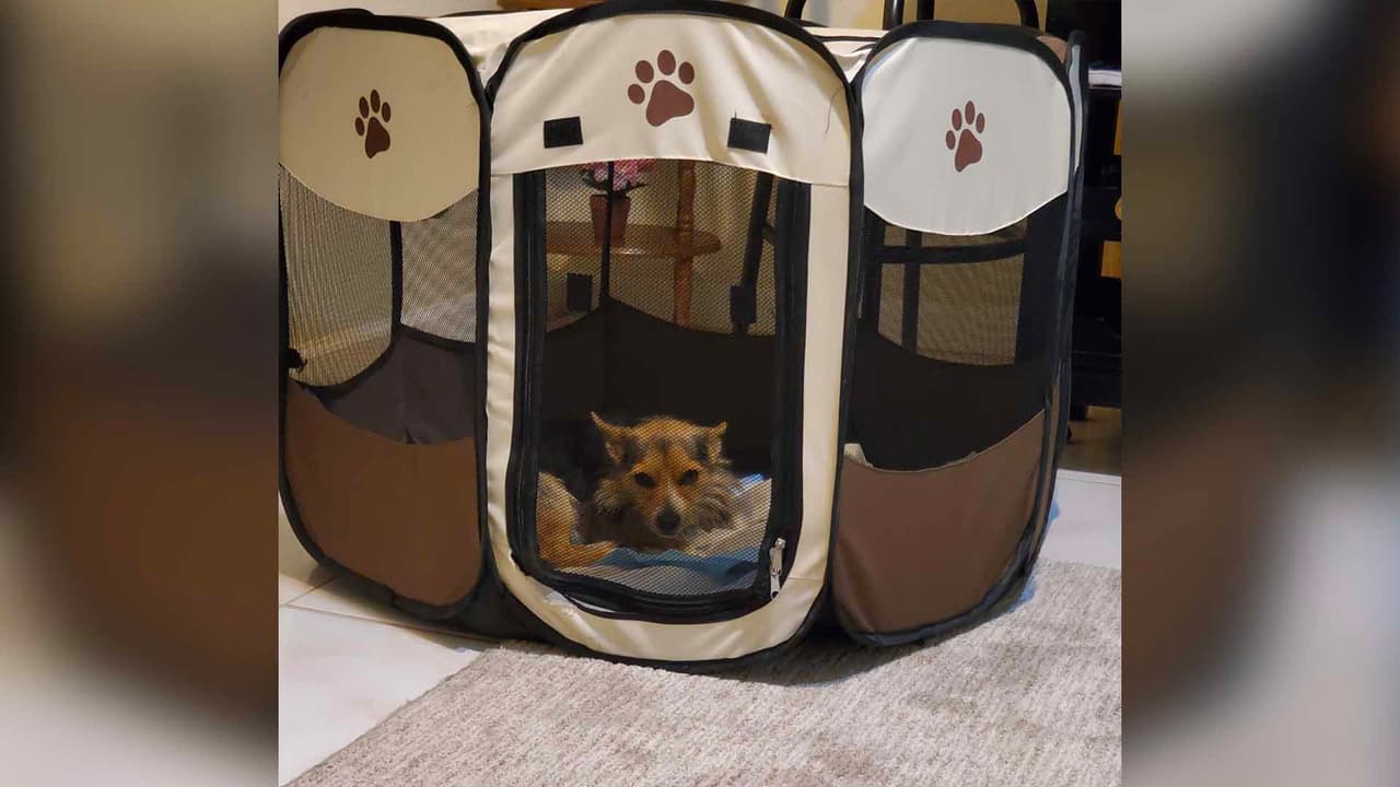 Guadalupe Torres compartió como su mascota se resguarda del frío. Guadalupe Torres.