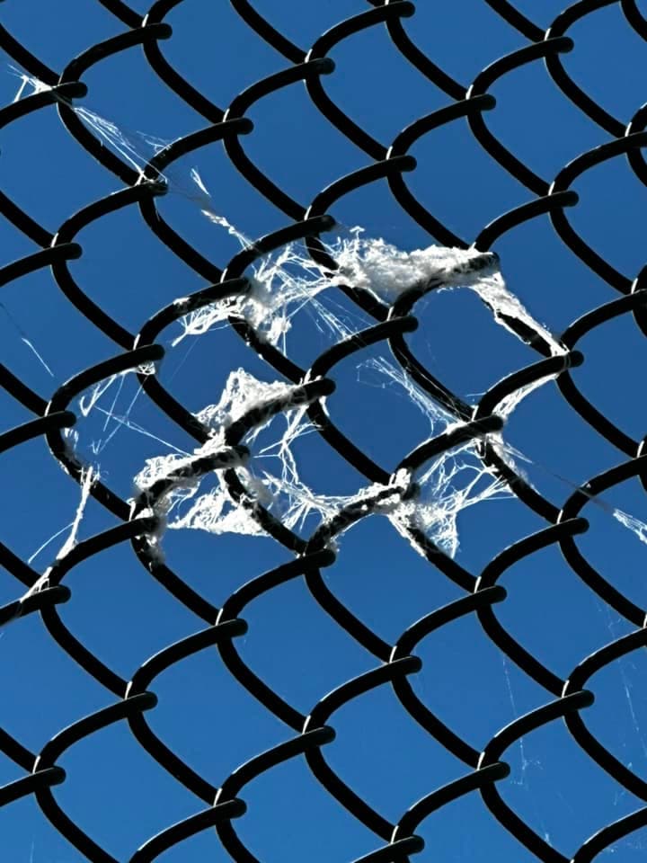 Estas "telarañas" son hilos de seda que las crías de araña utilizan para dispersarse.