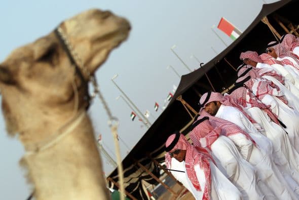 La pasión por los camélidos llevó en 2000 a un grupo de dueños de estos animales a organizar durante el festival un concurso de belleza para elegir el camello más guapo.