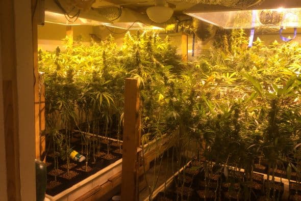 La Policía de Austin desmanteló este martes una casa al sur de Austin en donde fueron encontradas más de 400 plantas de marihuana. La residencia se ubicaba en el número 3702 de la calle Alexandria Drive entre las calles William Cannon Drive y Davis Lane.