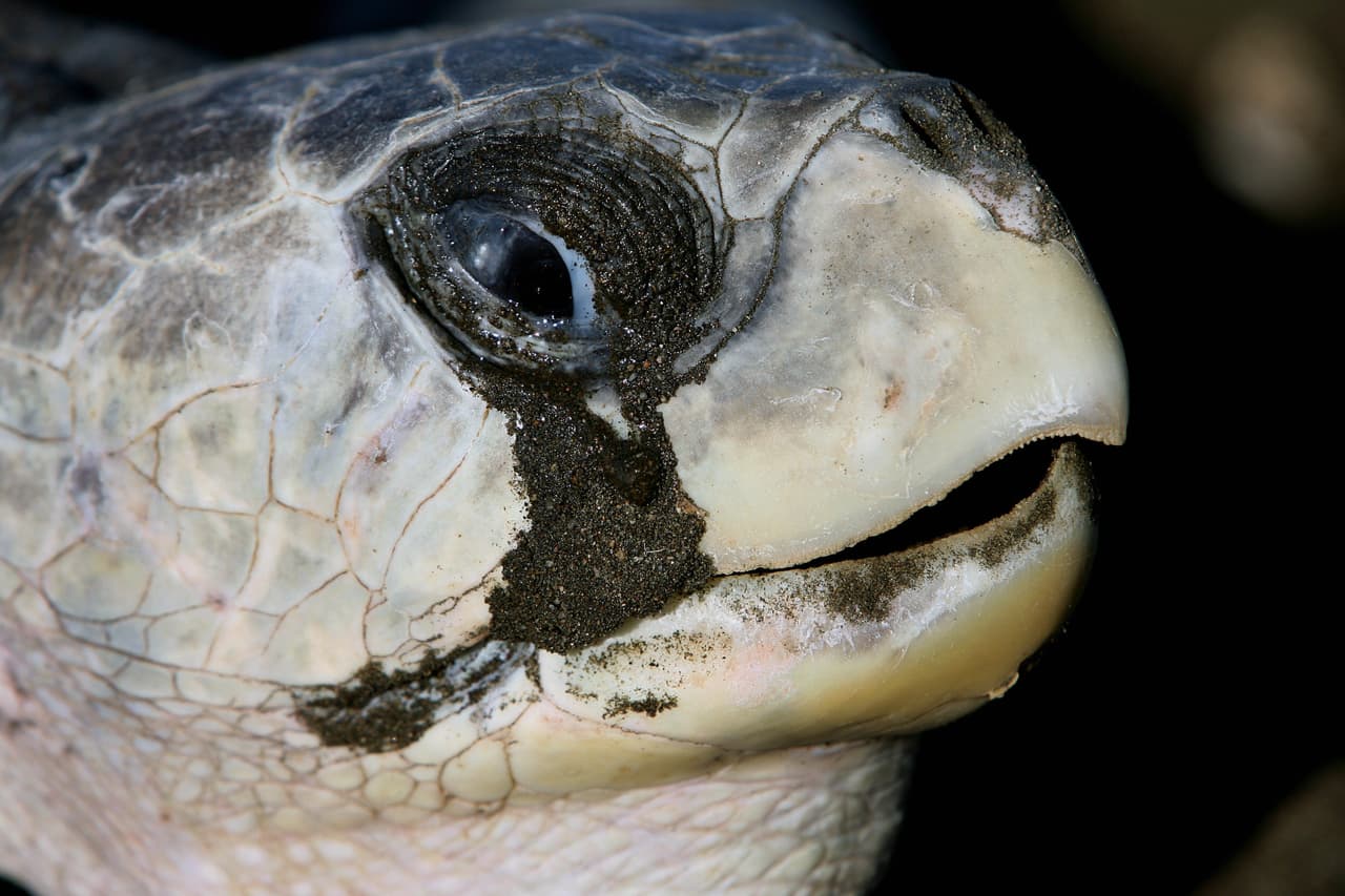 <b>No solo huelen por la nariz</b>
<br>Las tortugas, además de percibir los olores en el aire a través de su nariz, también son capaces de sentir el olor de las cosas en el agua y la comida a través de un órgano que conecta la boca y la nariz llamado órgano vomeronasal.