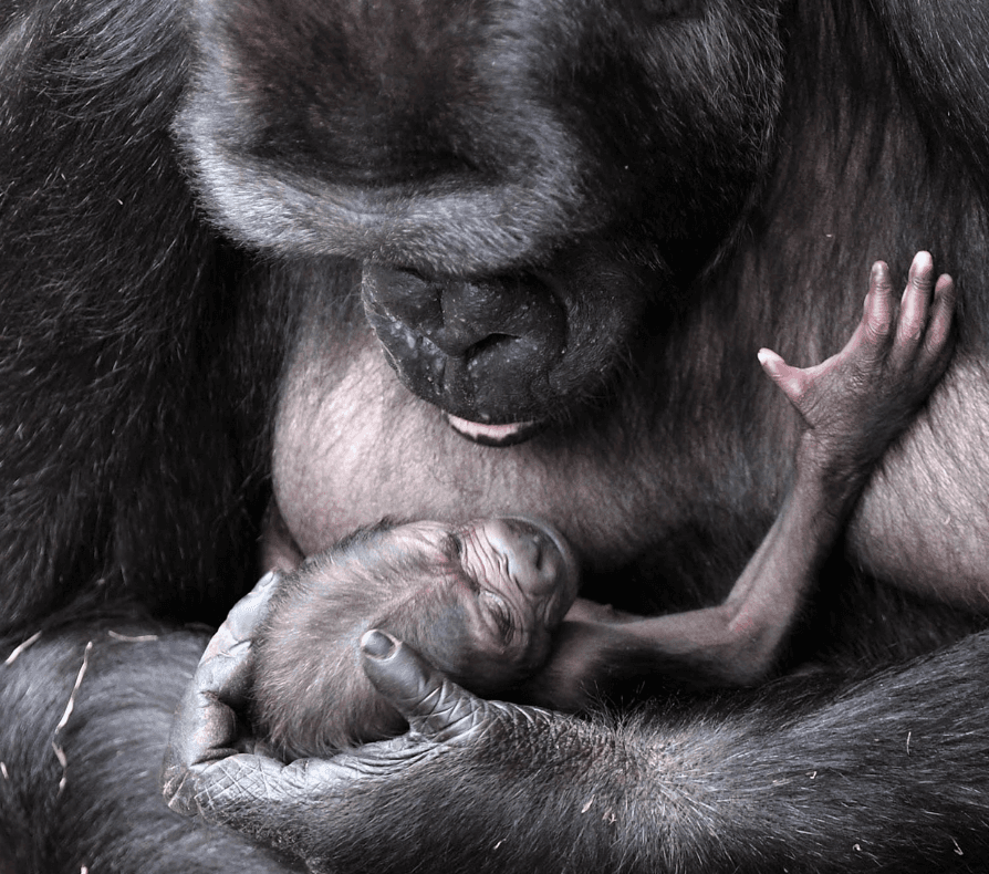 No se ha escogido el nombre del nuevo integrante de esta familia de primates. En el pasado los nombres se escogieron por concurso, pero no se ha informado si se repetirá este proceso.