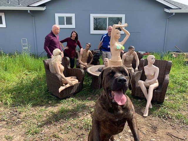 Los perros son quienes han perdido más en esta situación: ya no pueden quedarse en el jardín porque la cerca es demasiado baja.