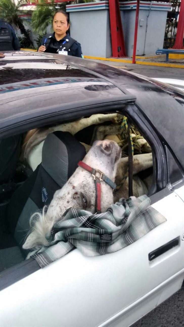 Un caso para la serie ‘Difícil de Creer’ sucedió en
<b>Guadalupe, Nuevo León, México</b>, y fue digno de movilización policíaca por el mal entendido y rumores desatados entre los vecinos del municipio que se percataron de que algo raro sucedía en un
<b>Chevrolet Camaro</b>. De acuerdo con testigos que alertaron a las autoridades, todo indicaba a que al interior del auto se encontraba una persona secuestrada.