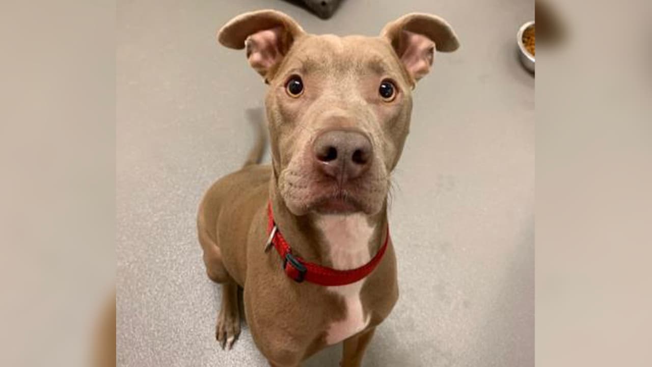 Dexter es un chico dulce y con mucha energía que ama a todo mundo. Dexter tiene un daño neurológico porque sufrió de moquillo pero está en tratamiento.