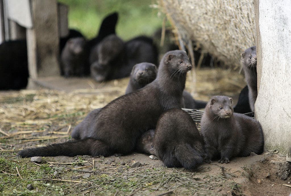 Desconocidos liberan 35,000 visones de una granja en Minnesota 