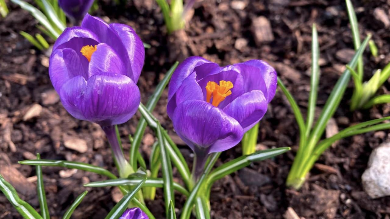 El
<b> <a href="https://garfieldconservatory.org" target="_blank">Garfield Park Conservatory</a></b> lleva a cabo el evento. Asimismo, tienen la opción de hacer un tour virtual. Para más información sobre el tour virtual accede aquí: 
<b><a href="https://garfieldconservatory.org/event/virtual-tour-of-spring-flower-show-saturation-5/" target="_blank">Garfield Park Conservatory</a></b>