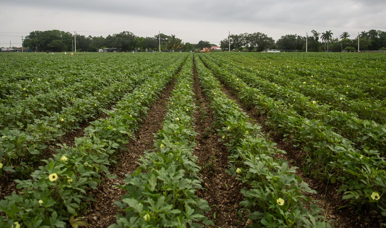 <b>Vegetables heading north</b> - This is one of Sifuentes Farms' okra fields. As the pandemic intensified in mid-March and buyers in New York closed their businesses, production at the farm fell nearly 60%.