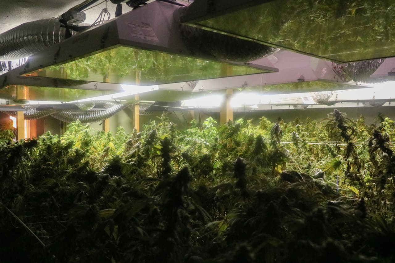 Las Patrulla Fronteriza mantiene una vigilancia constante para detectar los cultivos ilícitos que pueden estar ocultos en área remotas del desierto de Arizona.