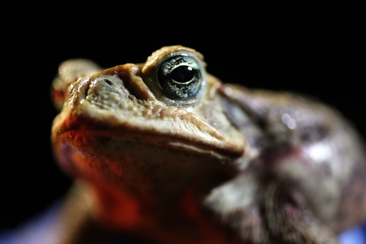 '
<b>Sapo bufo', también conocido como 'sapo de caña'.</b> Es originario de América del Sur y fue introducido en EEUU en 1936, según la base de datos del Departamento de Agricultura. Esta especie fue utilizada originalmente para controlar las plagas que afectaban los cultivos de caña de azúcar, pero también fue liberada accidental e intencionalmente por importadores de animales, zoológicos y laboratorios. Este anfibio caza y compite con especies nativas y es altamente tóxico para los depredadores, y también para las mascotas. 
<a href="https://www.univision.com/noticias/medio-ambiente/miles-de-sapos-venenosos-infestan-un-suburbio-de-mansiones-y-lagos-de-florida-fotos-fotos">En abril de 2019 miles de sapos de esta especie invadieron un suburbio del sur de Florida. </a>