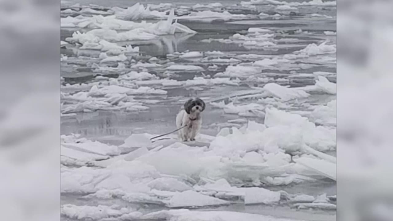 Afortunado rescate: perrito atrapado en el hielo es salvado por socorristas en Nueva York