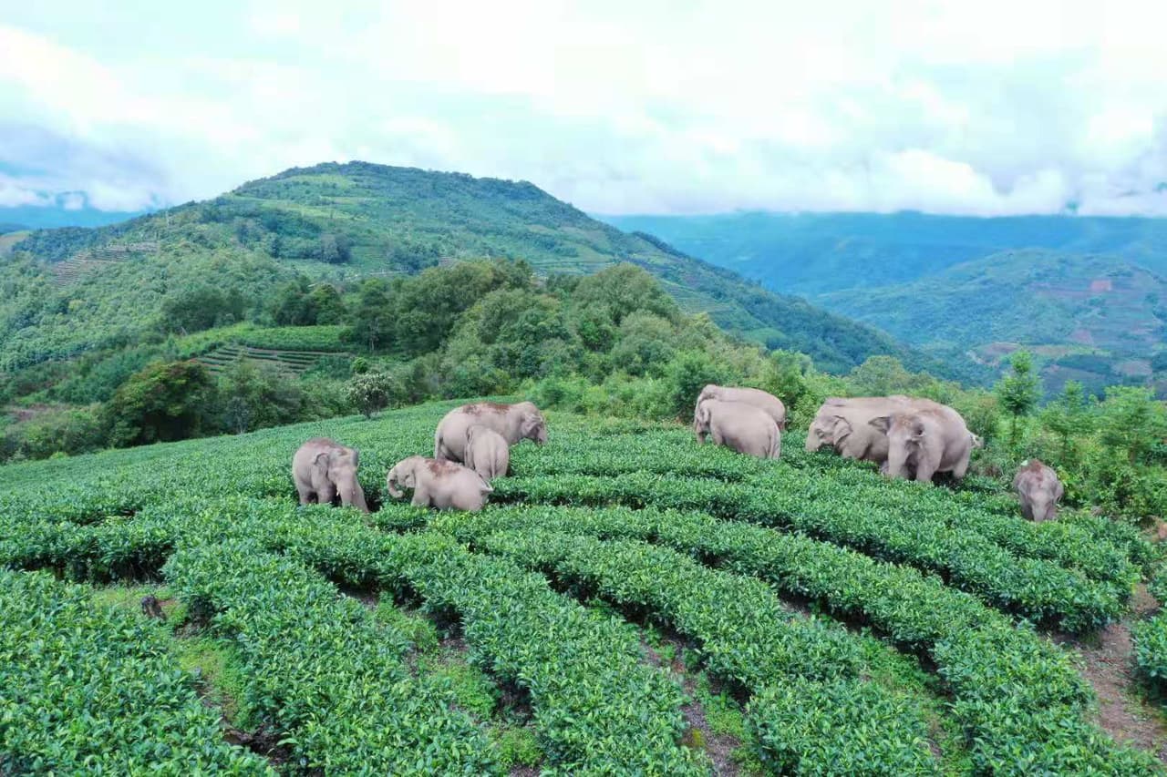 Los elefantes asiáticos se encuentran entre los animales más protegidos de China y su población ha crecido a alrededor de 300. Sin embargo, su hábitat se ha reducido debido a la expansión de la agricultura y el crecimiento urbano.