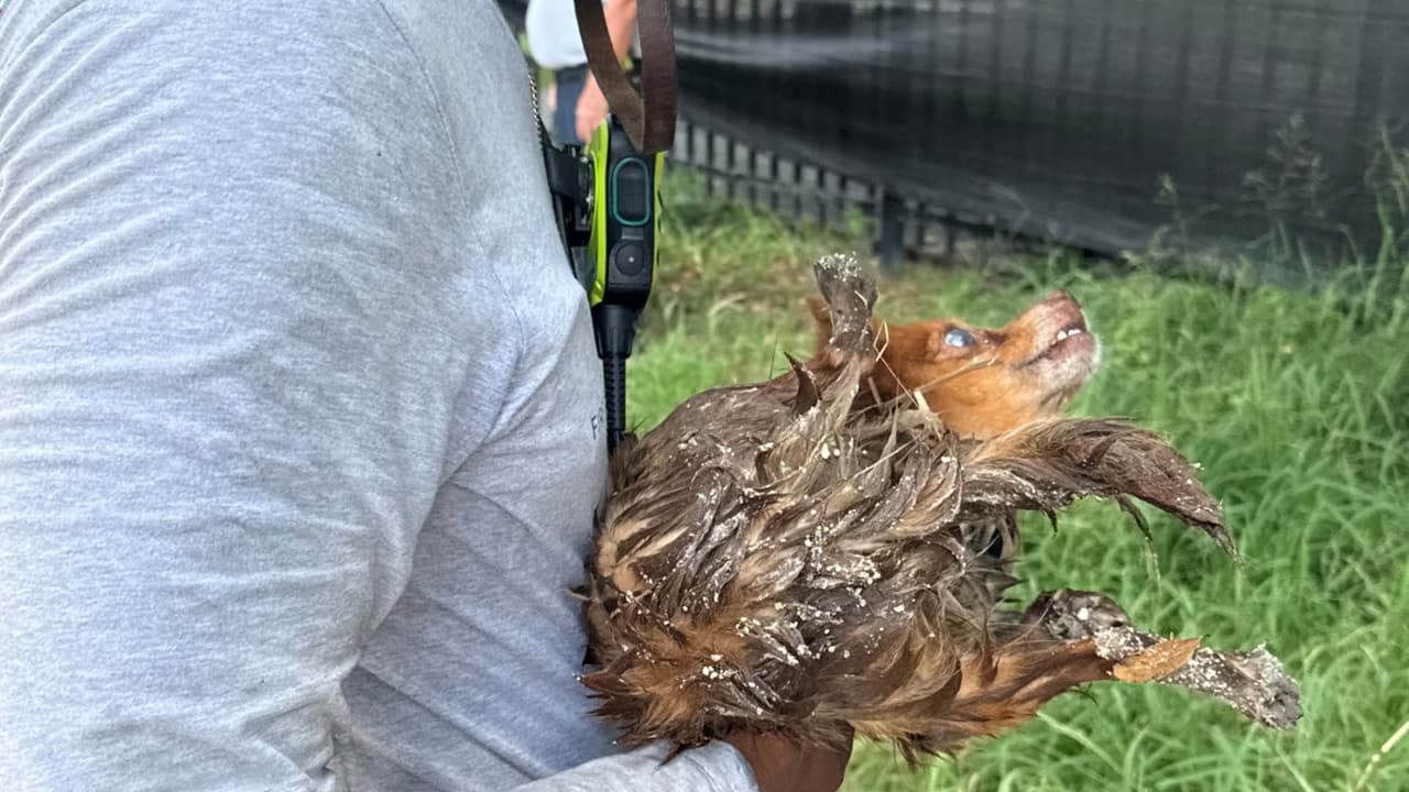 Tras el rescate el perro fue bañado, se le dio agua y se le brindaron otros cuidados.